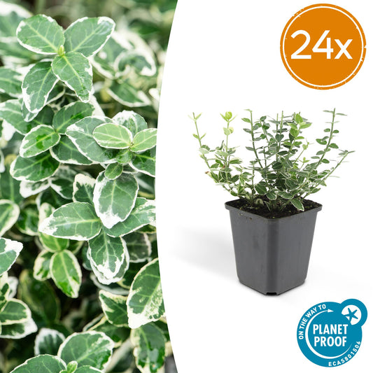 24x Euonymus fort. 'Emerald Gaiety' - ↕10-25cm - Ø9cm - Pflanzfix24
