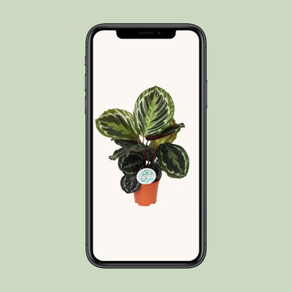 Calathea Medallion - Ø14cm - ↕45cm von Pflanzfix24.de - Pflanzfix24.de