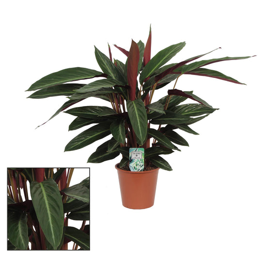 Calathea Stripestar Living - Ø17 ↕65 bei Pflanzfix24.de - Pflanzfix24.de