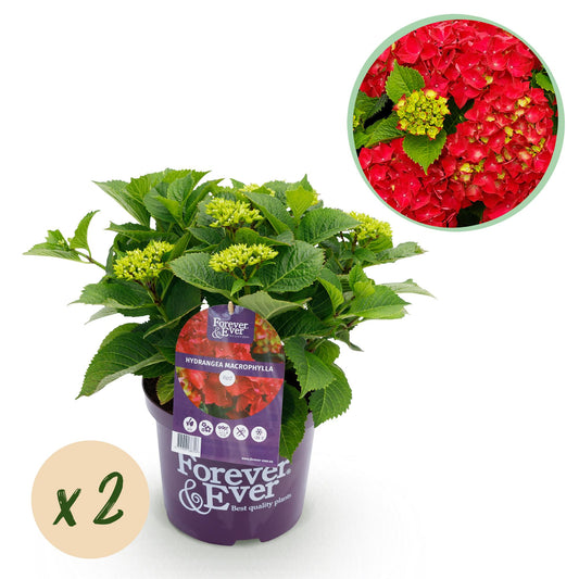 Hortensie Forever & Ever Rot - 2 Pflanzen - Topf 23cm - Pflanzfix24.de - Pflanzfix24.de