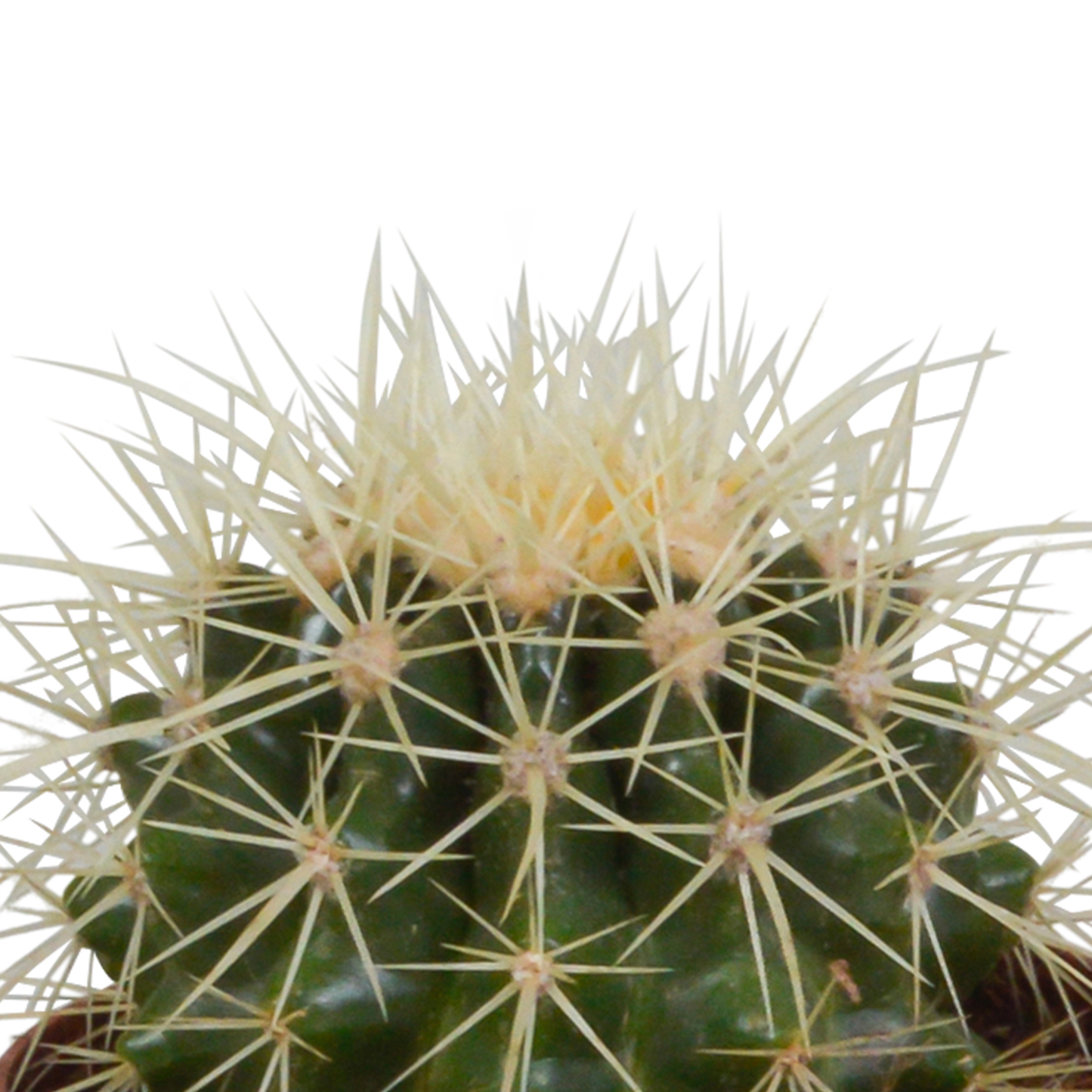 Kakteenmischung 8,5 cm - 3x - in witte pot von Pflanzfix24.de - Pflanzfix24.de