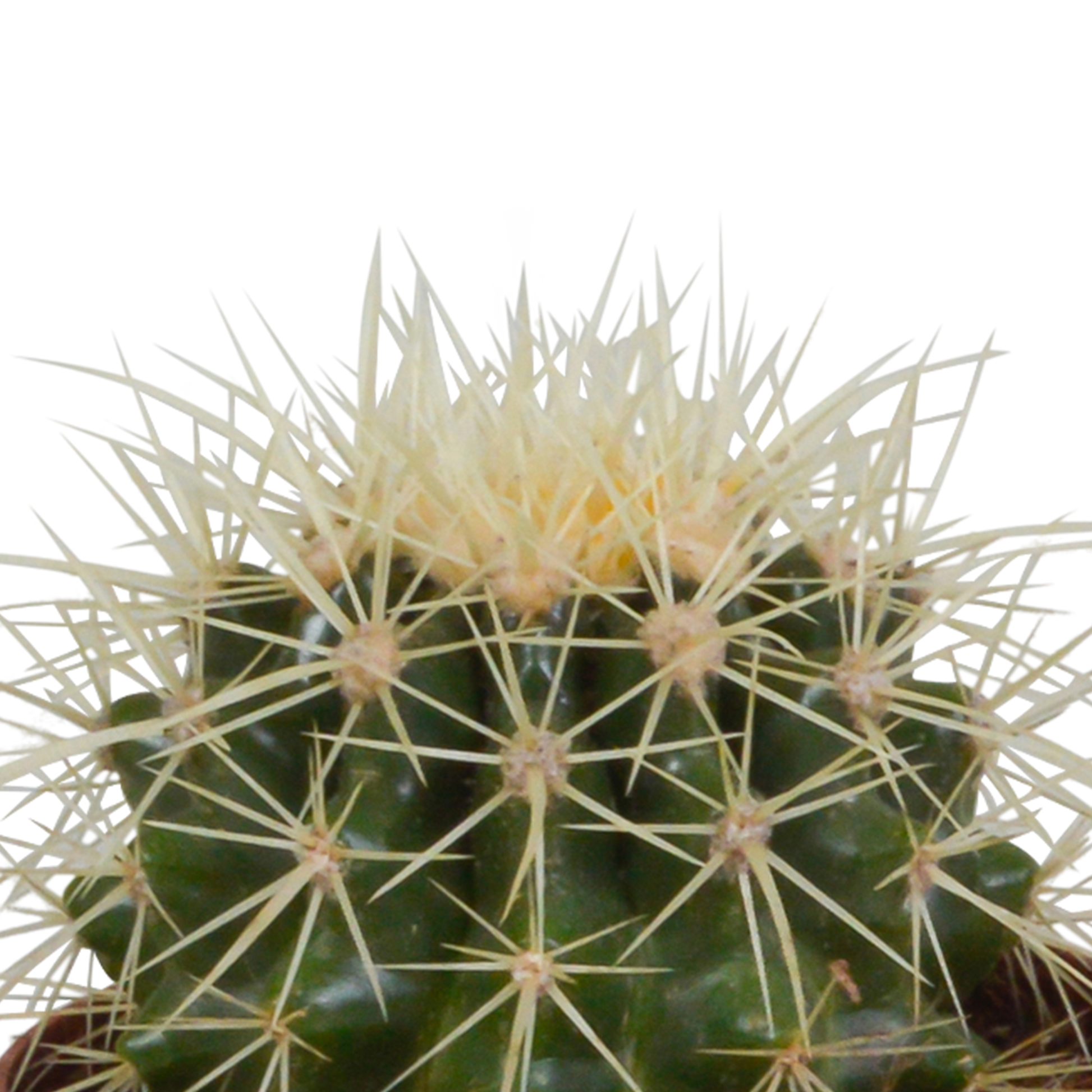 Kakteenmischung 8,5 cm - 3x - in witte pot von Pflanzfix24.de - Pflanzfix24.de