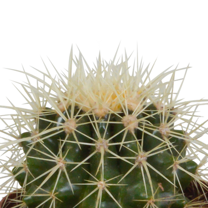 Kakteenmischung 8,5 cm - 3x - in witte pot von Pflanzfix24.de - Pflanzfix24.de