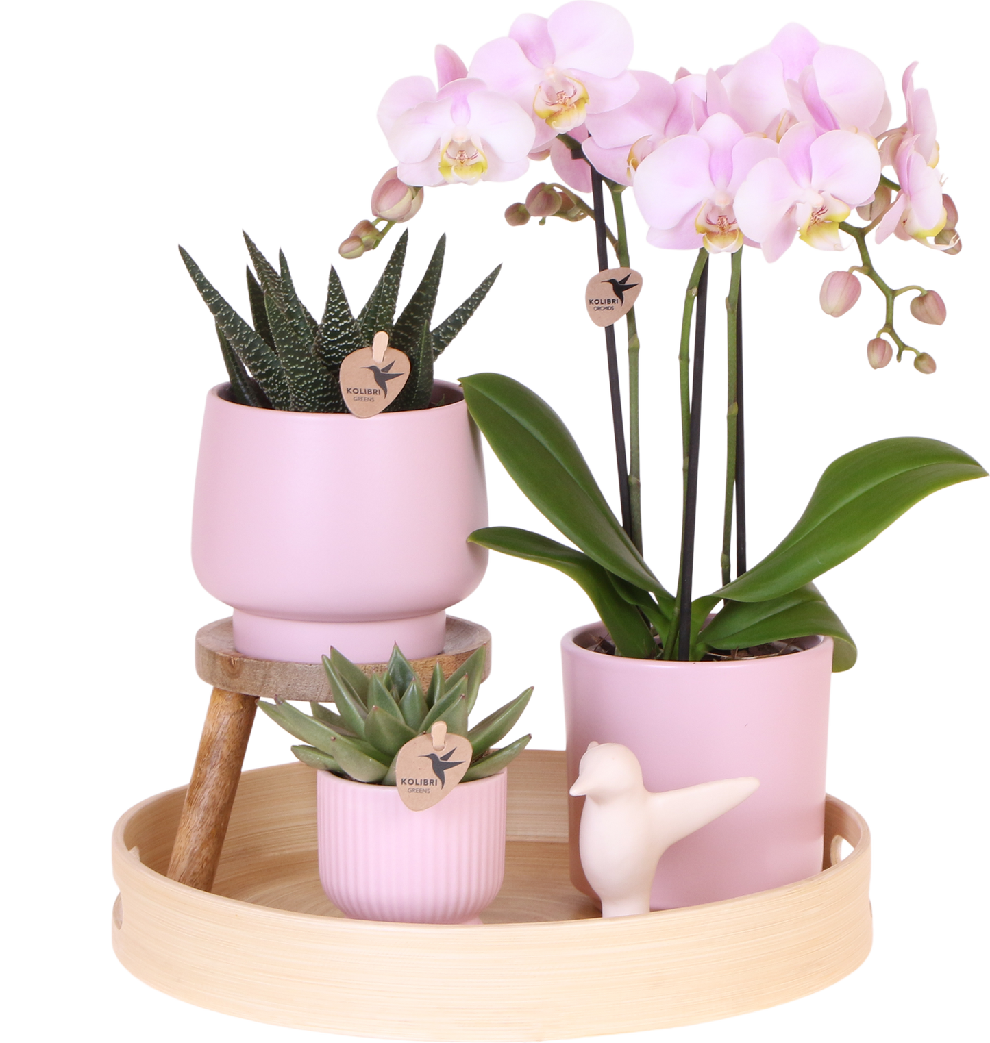 Kolibri Orchids Muttertag Geschenkset - Pflanzfix24