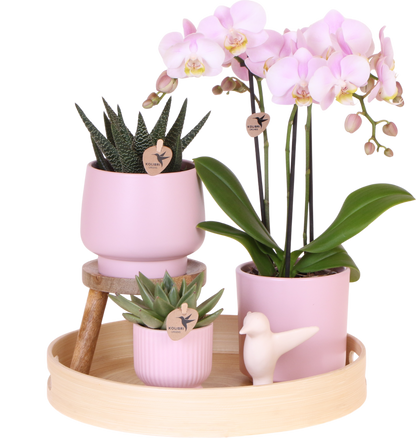 Kolibri Orchids Muttertag Geschenkset - Pflanzfix24