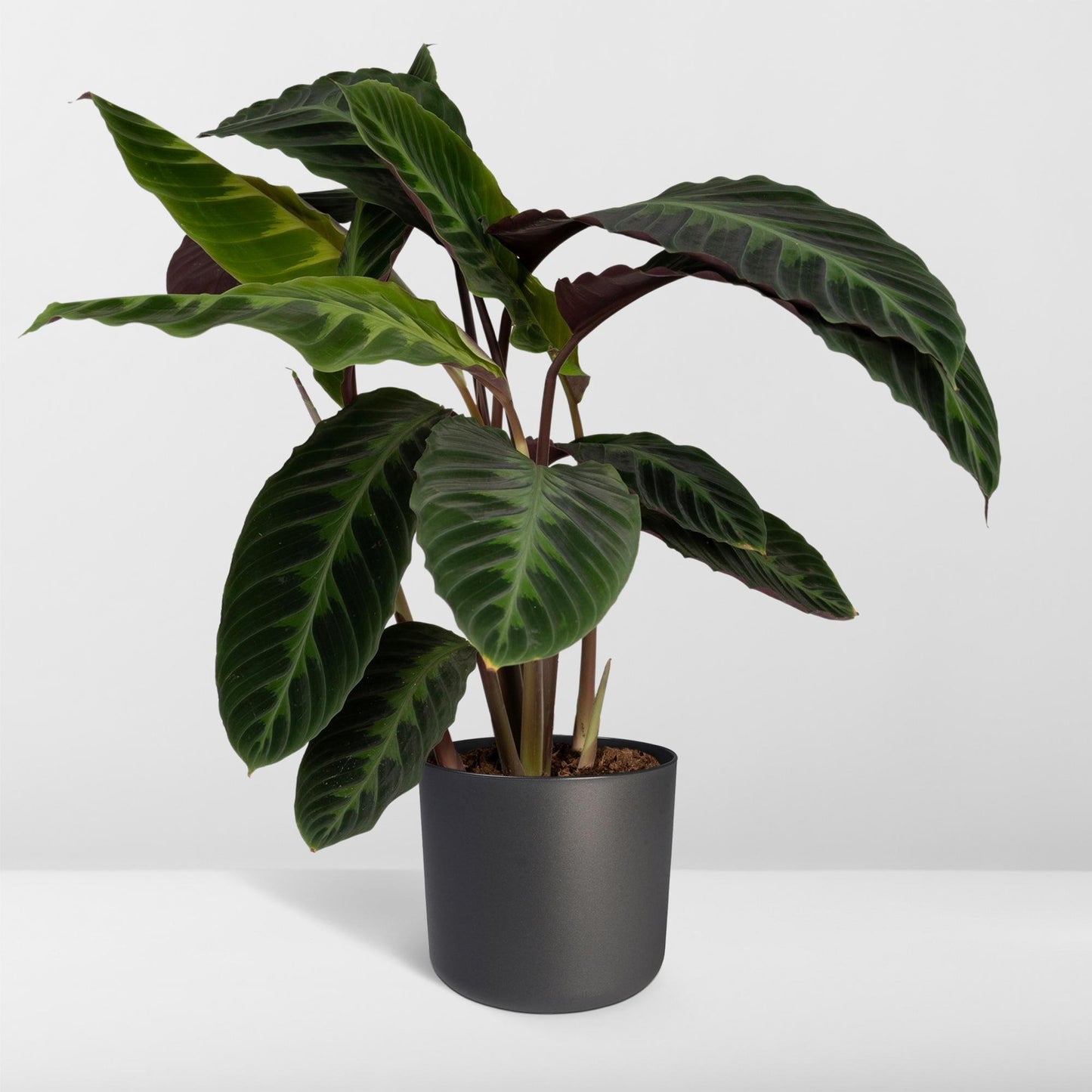 Calathea Warscewiczii - Pfauenpflanze - Ø19cm - ↕70cm - Pflanzfix24.de - Pflanzfix24.de