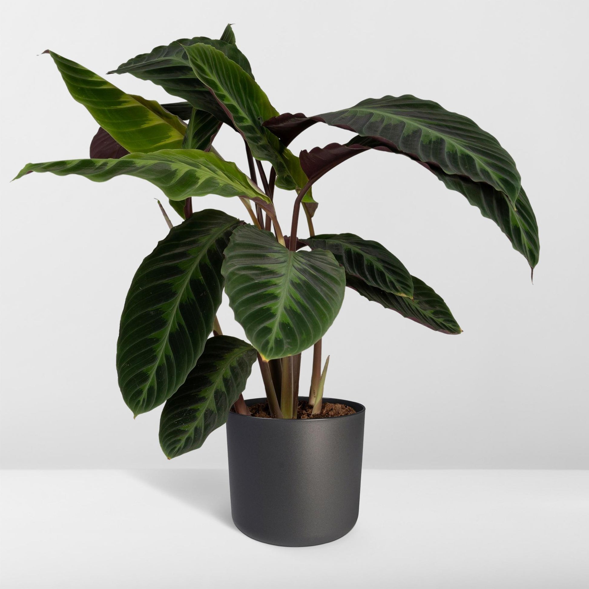 Calathea Warscewiczii - Pfauenpflanze - Ø19cm - ↕70cm - Pflanzfix24.de - Pflanzfix24.de