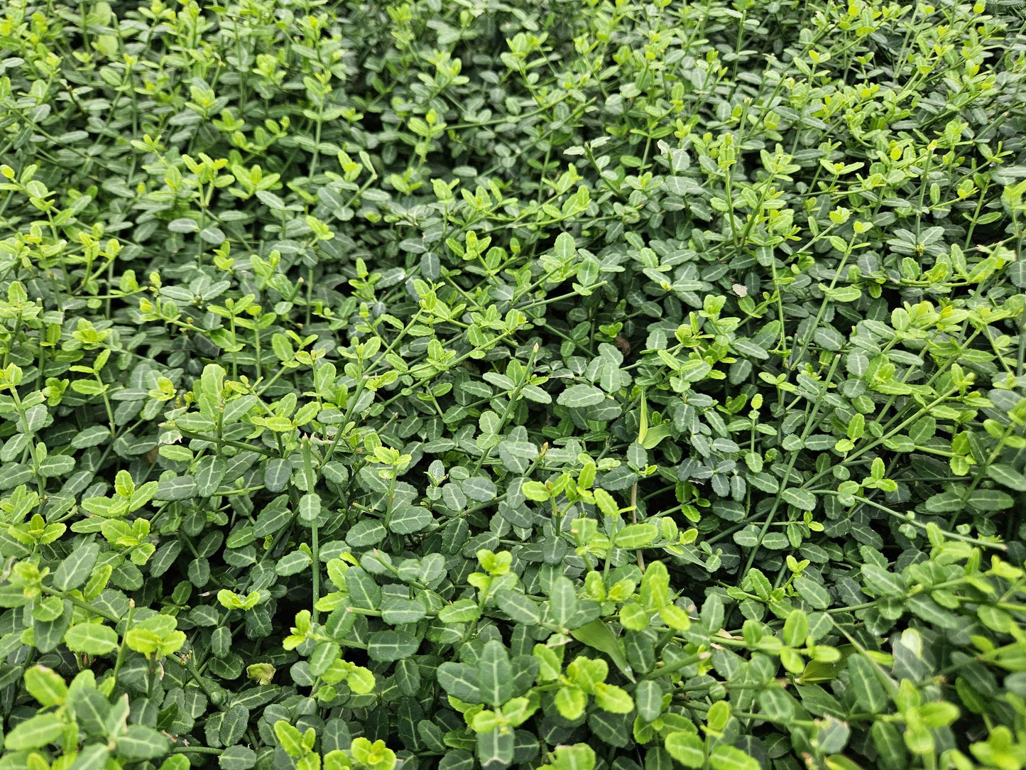 24x Euonymus fort. 'Minimus' - Pflanzfix24