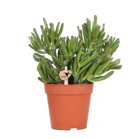 Sukkulente Crassula Hobbit | Grün - Ø12cm | Pflanzfix24