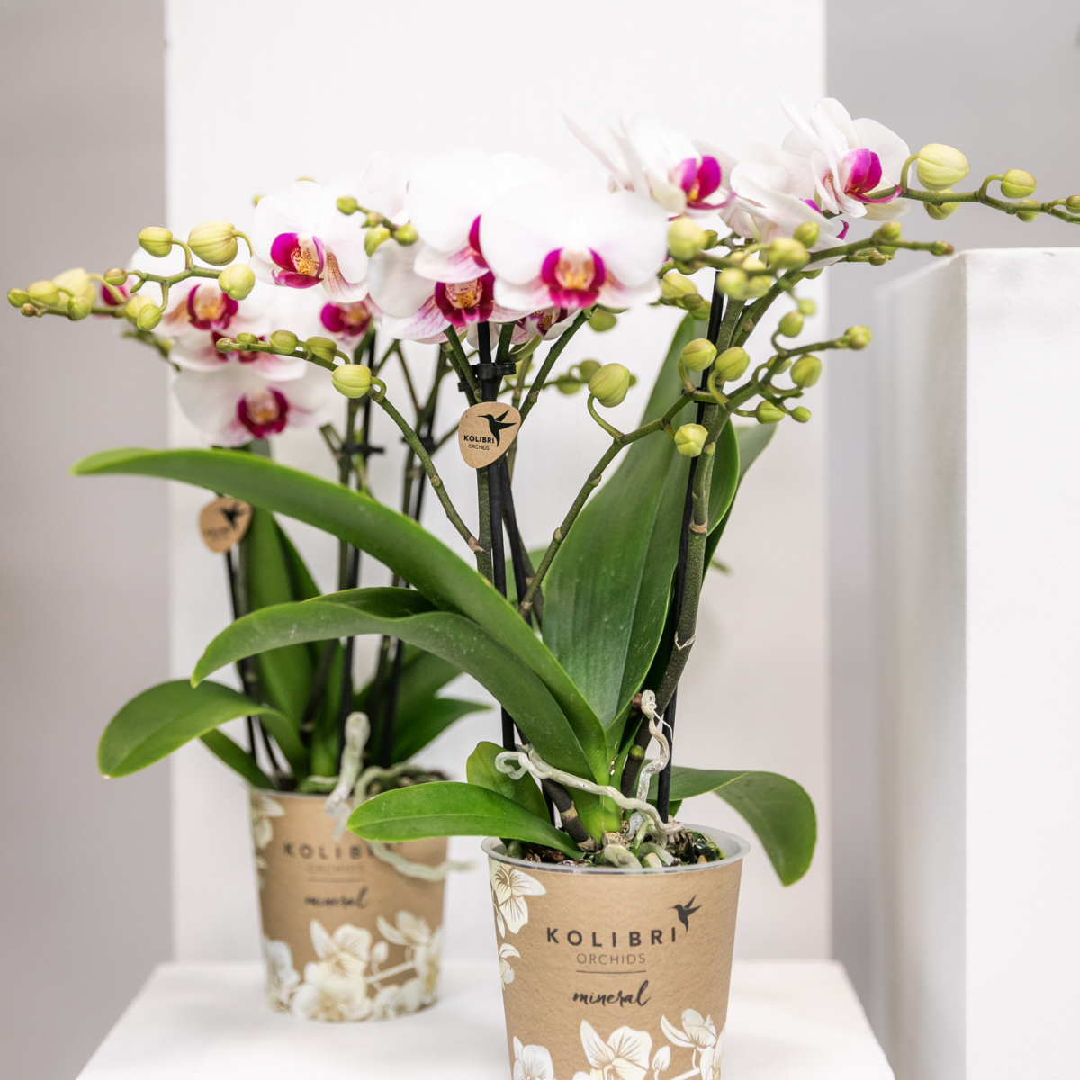 Kolibri Orchideen Phalaenopsis Mineral Gibraltar Weiß Ø9cm – Pflanzfix24.de - Pflanzfix24.de