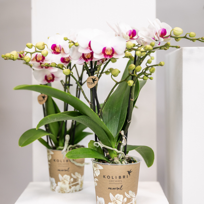 Kolibri Orchideen Phalaenopsis Mineral Gibraltar Weiß Ø9cm – Pflanzfix24.de - Pflanzfix24.de
