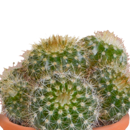 Kakteen und Sukkulenten Mix 5,5 cm | 15er Set - Terrakotta Topf - Pflanzfix24.de - Pflanzfix24.de