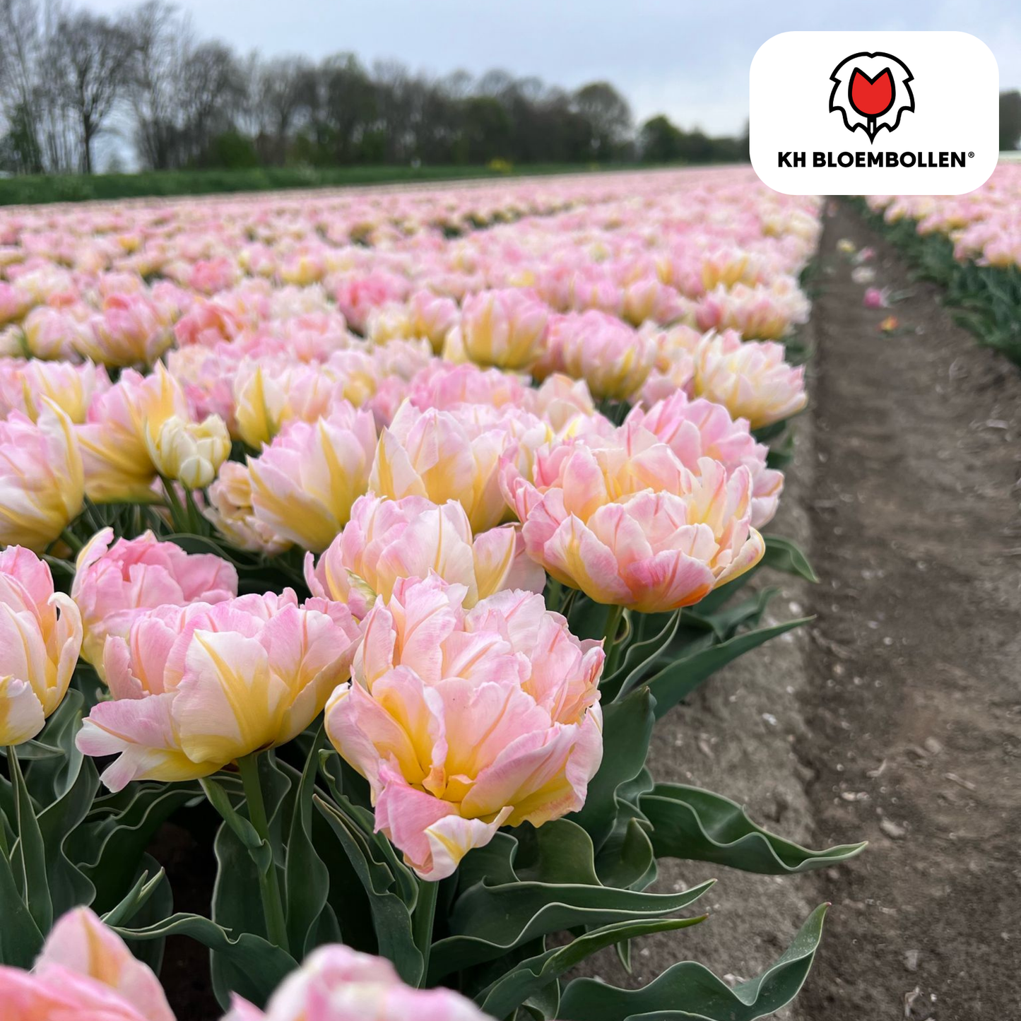 Tulpenbollen Password – 20 Stuks | KH Bloembollen® | Roze Dubbelbloemige Tulp - Pflanzfix24