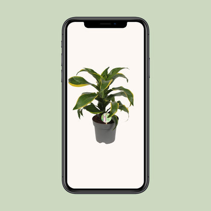 Dracaena Fragrans Grune gelb - Ø17cm - ↕40cm - Pflanzfix24