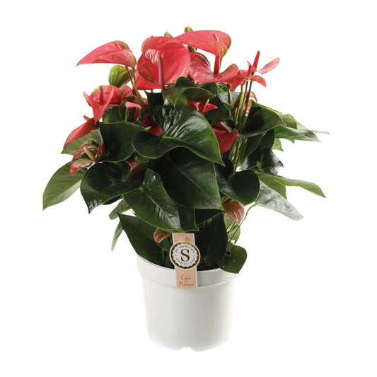 Anthurium Pink Champion - Ø21cm - ↕65cm bei Pflanzfix24
