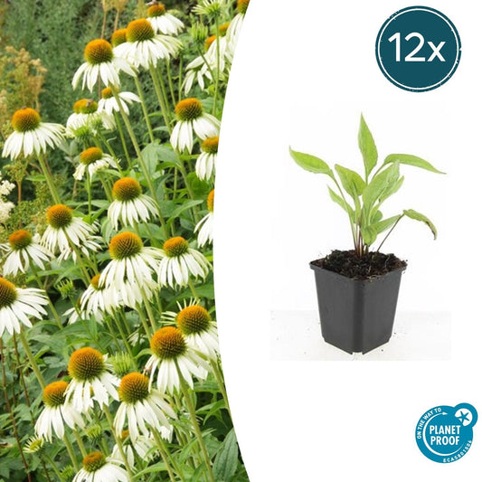 12x Echinacea p. 'White Swan' - ↕10-25cm - Ø9cm - Pflanzfix24