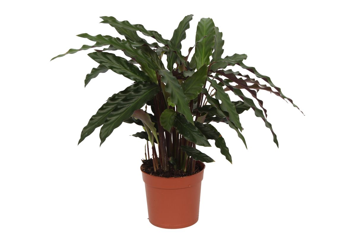 Calathea Elgergrass - 35 cm - Ø12cm bei Pflanzfix24.de - Pflanzfix24.de