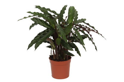 Calathea Elgergrass - 35 cm - Ø12cm bei Pflanzfix24.de - Pflanzfix24.de