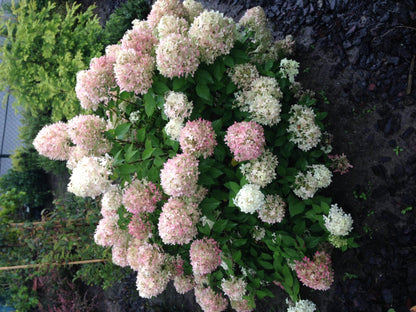 Pflanzfix24 - Rispenhortensie - Hydrangea panniculata Limelight - Blüten Creme Weiß - 1 Pflanze - Laubabwerfend - Topf 17cm Höhe 50cm
