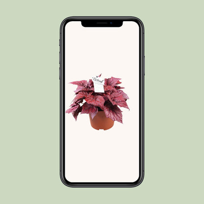Begonia Beleaf Inca Flame - Ø17cm - ↕32cm - Pflanzfix24