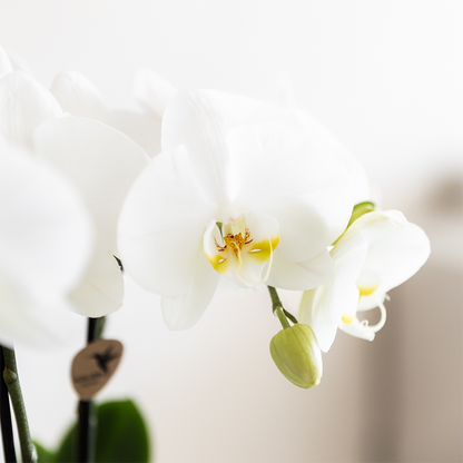 pflanzfix24 | Orchidee & Sukkulenten Set