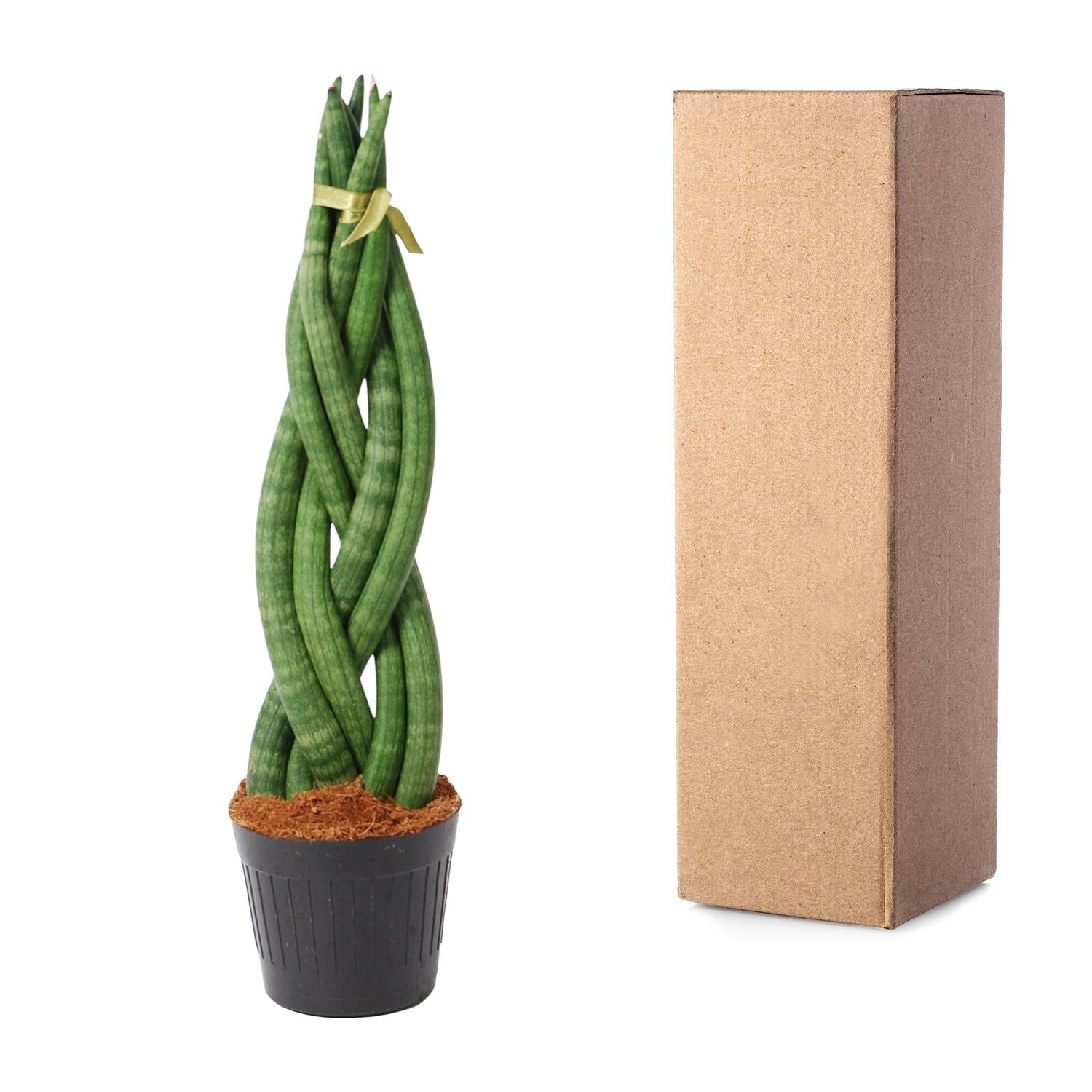 Sansevieria cylindrica 'Twist' Ø10,5cm – 40cm hoch | Pflanzfix24.de - Pflanzfix24.de
