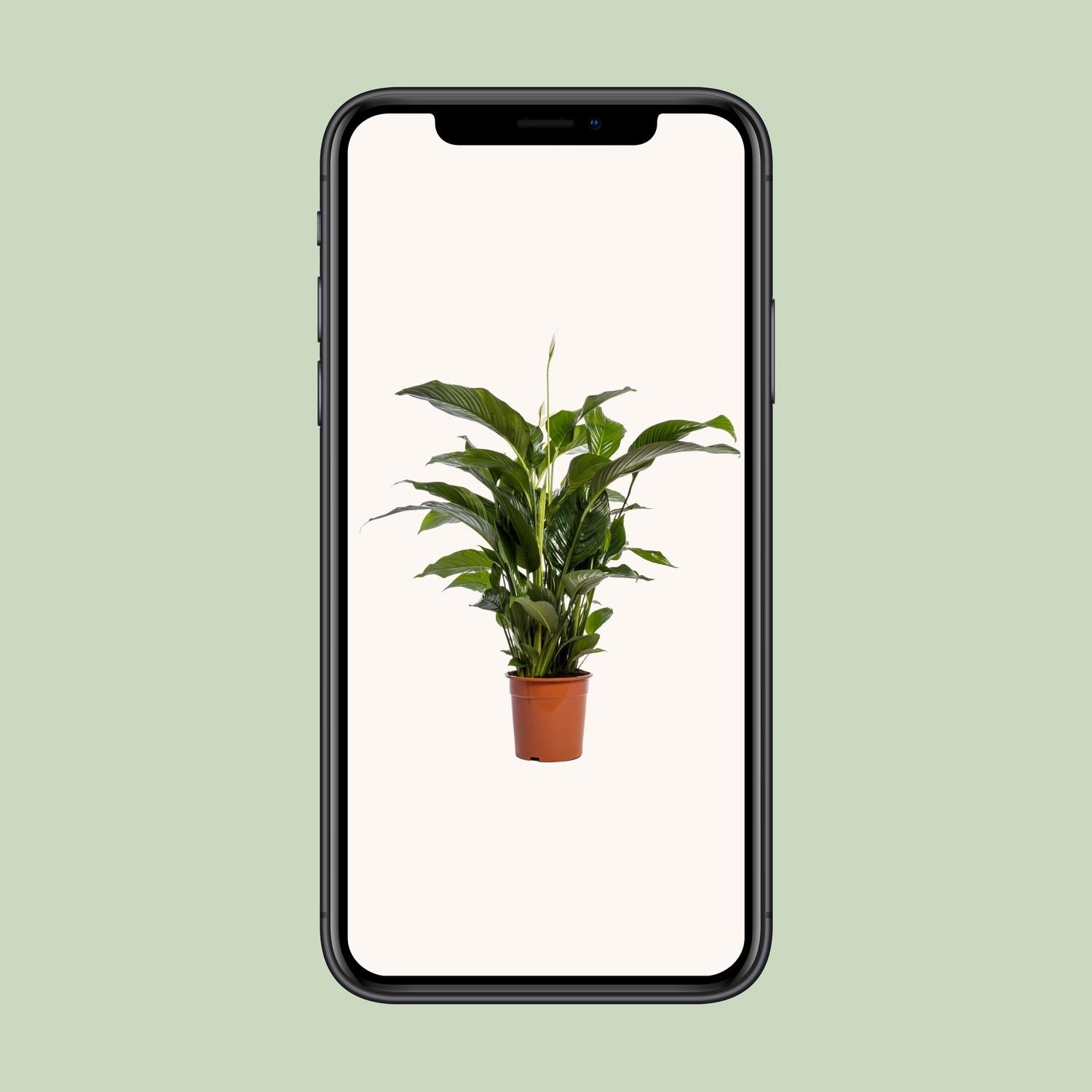 Friedenslilie Spathiphyllum Bellini – ca. 100 cm | Pflanzfix24.de - Pflanzfix24.de