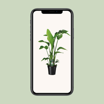 Strelitzia Nicolai Paradiesvogelblume 90 cm – Pflanzfix24.de - Pflanzfix24.de
