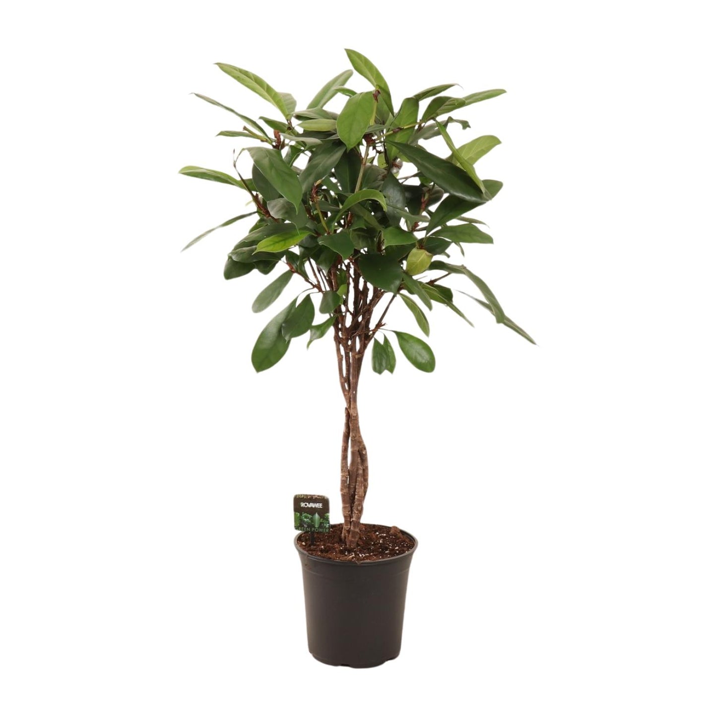 Ficus Cyathistipula - Ø24cm - ↕110cm bei Pflanzfix24