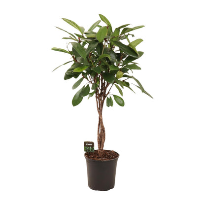 Ficus Cyathistipula - Ø24cm - ↕110cm bei Pflanzfix24