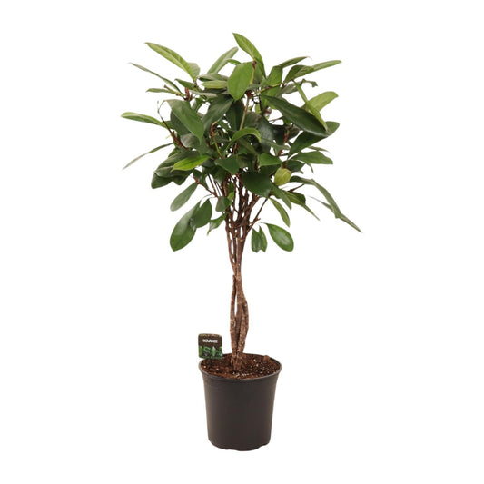 Ficus Cyathistipula - Ø24cm - ↕110cm bei Pflanzfix24