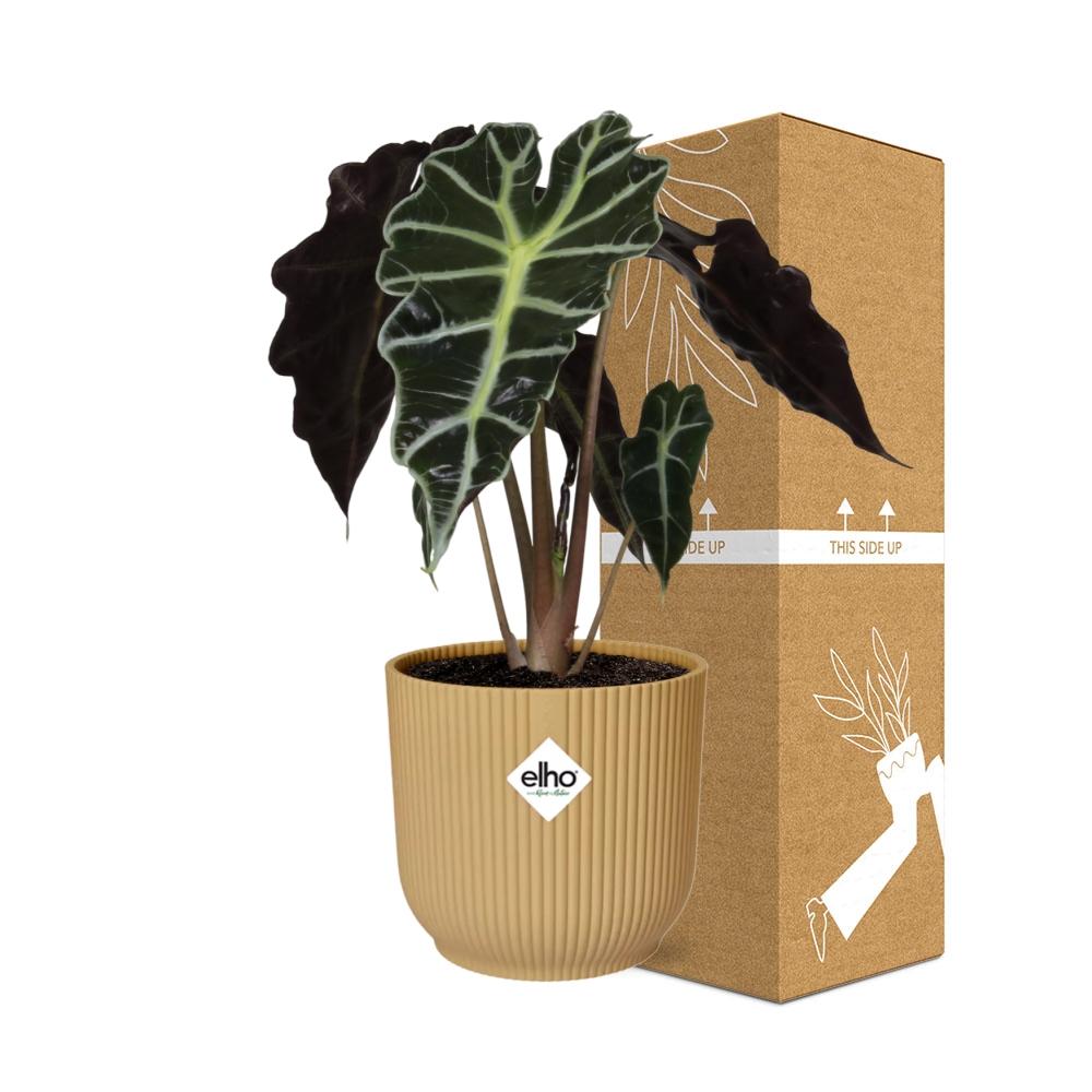 Alocasia Elefantenohr 'Polly' in ELHO Vibes Fold 14cm - Pflanzfix24