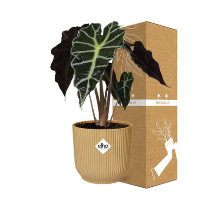 Alocasia Elefantenohr 'Polly' in ELHO Vibes Fold 14cm - Pflanzfix24