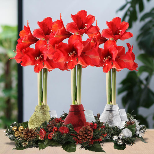 No Water Flowers® (wax amaryllis) | Wreath Christmas Mix (3 pack) + Red flower - Pflanzfix24