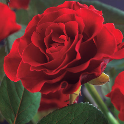 Pflanzfix24 - Kletterrose - Rosa Paul Scarlet Climber - Blüte Rot - 2er Set - Topf 11cm