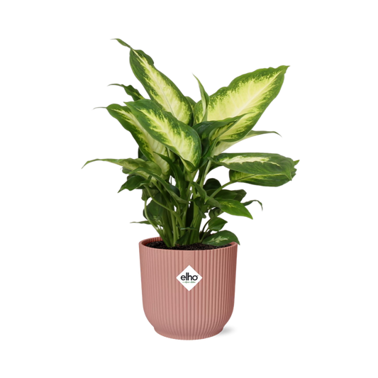 Dieffenbachia 'Camilla' in ELHO Vibes Fold 14cm roze - Pflanzfix24