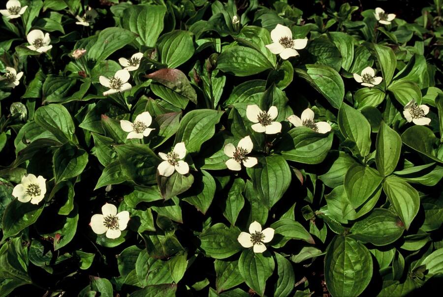 24x Cornus canadensis - Kanadische Kornelkirsche - Bodendecker-Pflanze - Pflanzfix24