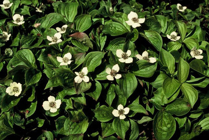 24x Cornus canadensis - Kanadische Kornelkirsche - Bodendecker-Pflanze - Pflanzfix24