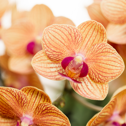 Pflanzfix24 | Pflanzenset Poppy Orange | Jamaica Orchidee und Sukkulente
