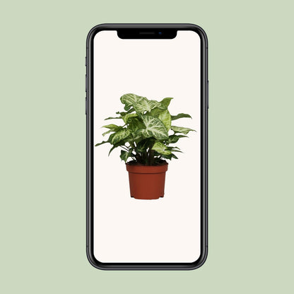 Syngonium Arrow - Ø12cm - ↕25cm bei Pflanzfix24