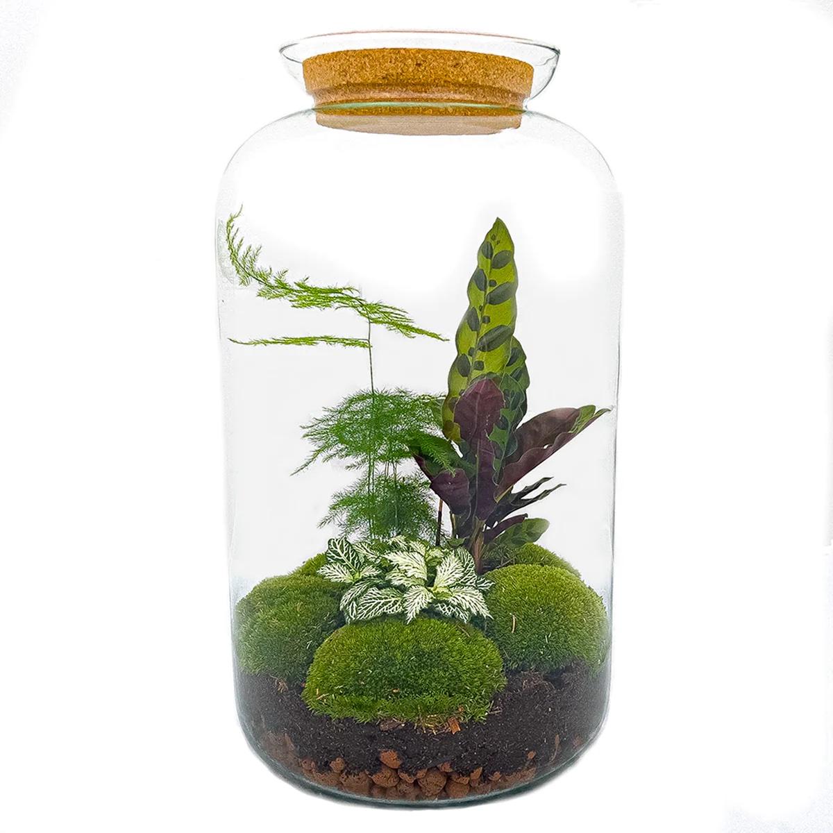 Flaschengarten - Botanical Sven XL - DIY Set - Pflanzfix24.de - Pflanzfix24.de
