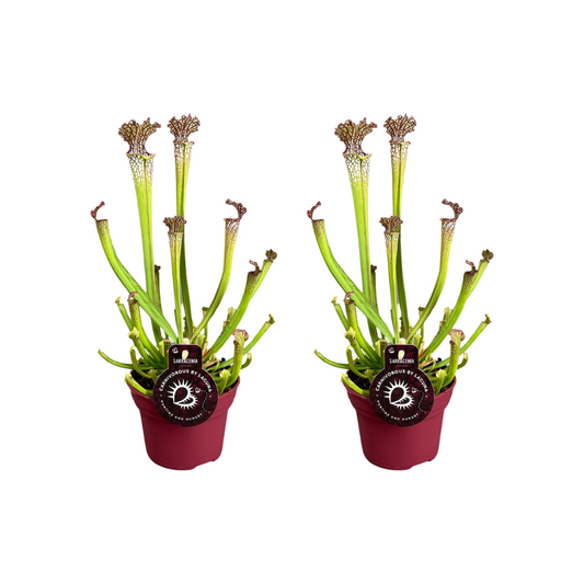 Sarracenia Farnhamii 2er-Set – Fleischfressende Pflanzen – Pflanzfix24.de - Pflanzfix24.de