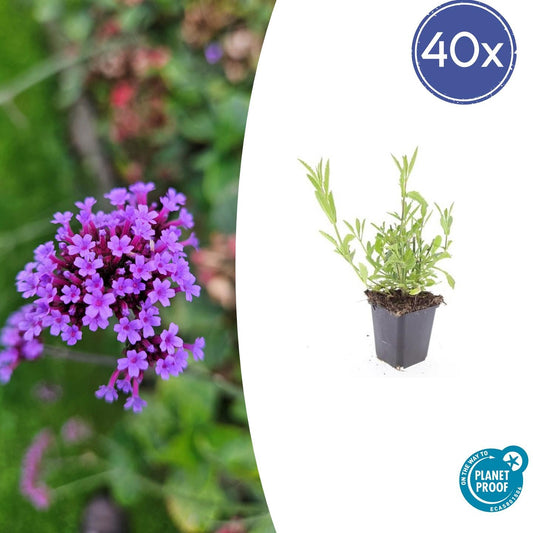 40x Verbena bonariensis - 10-25cm - Ø9cm - Pflanzfix24.de - Pflanzfix24.de