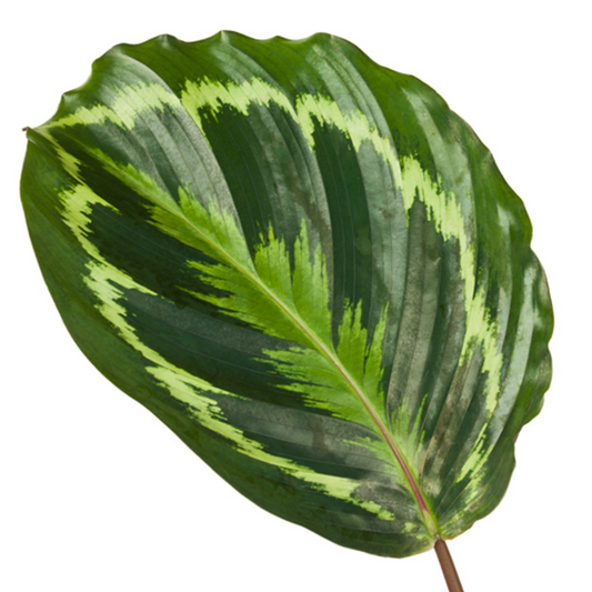 Calathea Medallion - 80 cm - Ø24cm bei Pflanzfix24.de