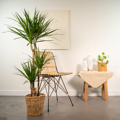 Dracaena Marginata Zimmerpflanze mit Korb - 120cm Höhe - Ø21cm Topf - Pflanzfix24