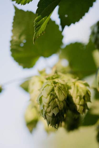 3x Humulus lupulus 'Nordbrau' - 65cm - Ø15 - Pflanzfix24