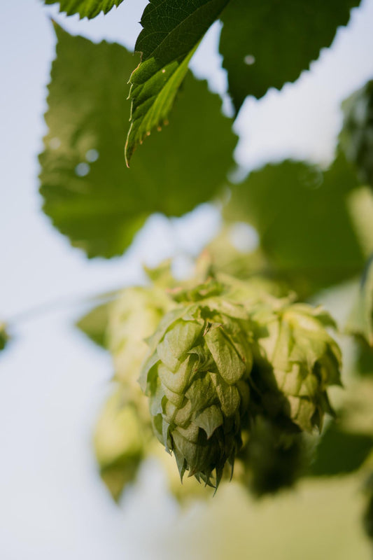 3x Humulus lupulus 'Nordbrau' - 65cm - Ø15 - Pflanzfix24
