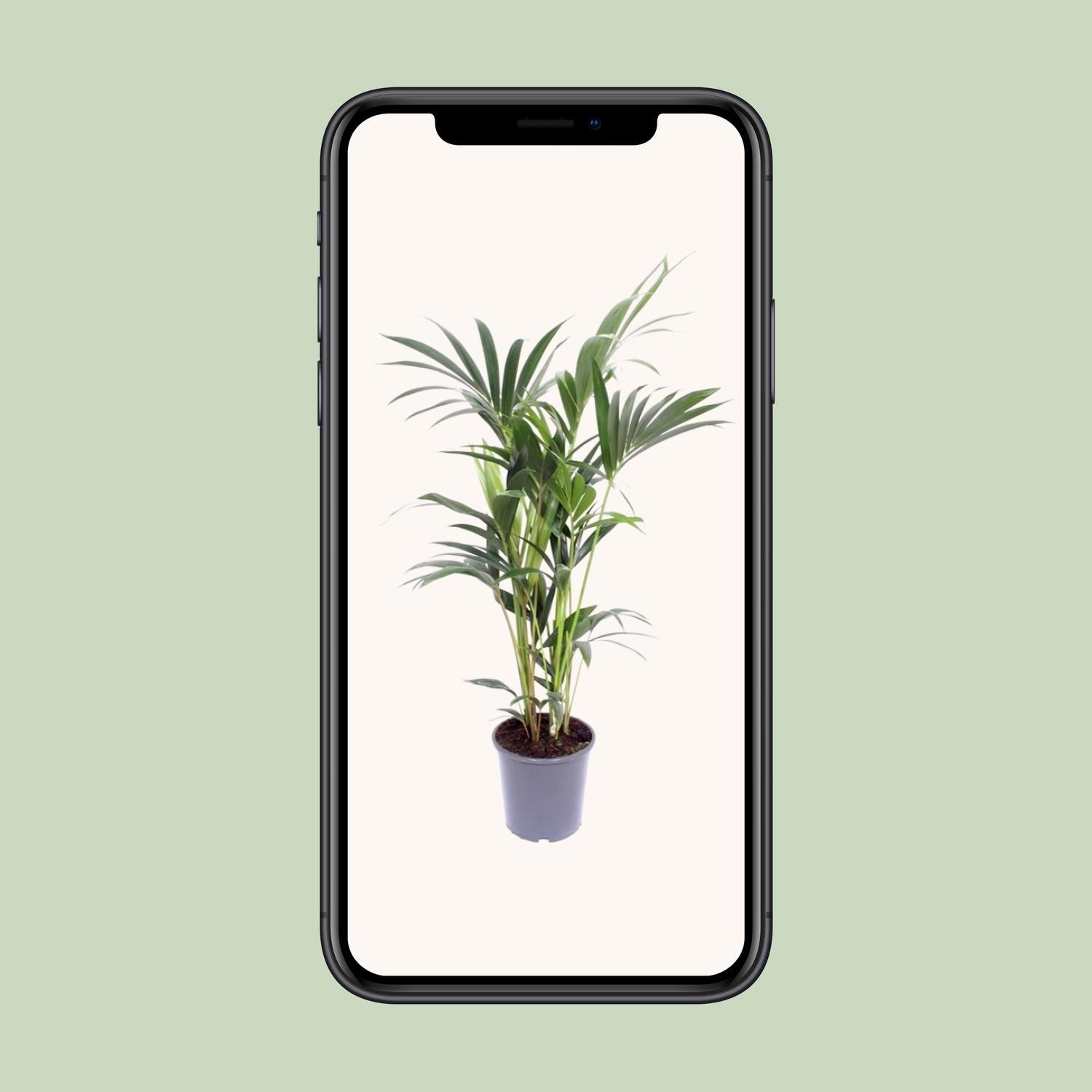 Kentia-Palme - Howea Forsteriana - Ø17cm - ↕75cm - Pflanzfix24.de - Pflanzfix24.de