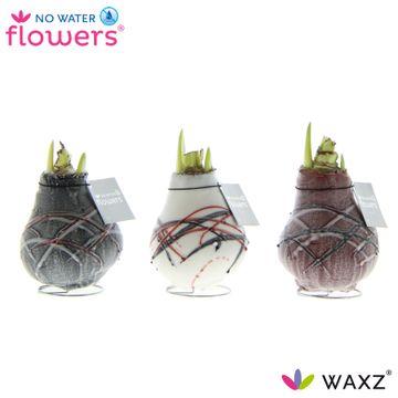 Pflanzfix24 No Water Flowers Waxz Art V Gogh - 3 Stück - Ø7 cm - ↕15 cm