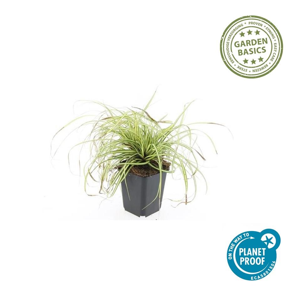 24x Carex oshim. 'Evergold' - Pflanzfix24